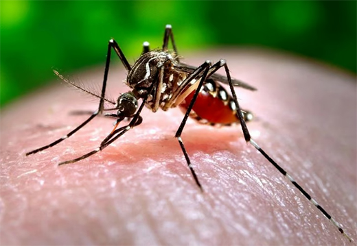 Dengue cases in Karnataka 